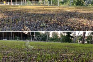 Прорастание газонной травы: 1я и 3я недели