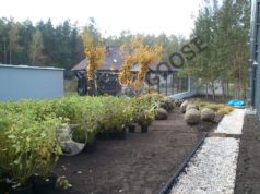 Озеленение, газон, дорожки в Кубинке Благоустройство участка