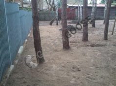 Расчищенный участок, подготовка к посадке