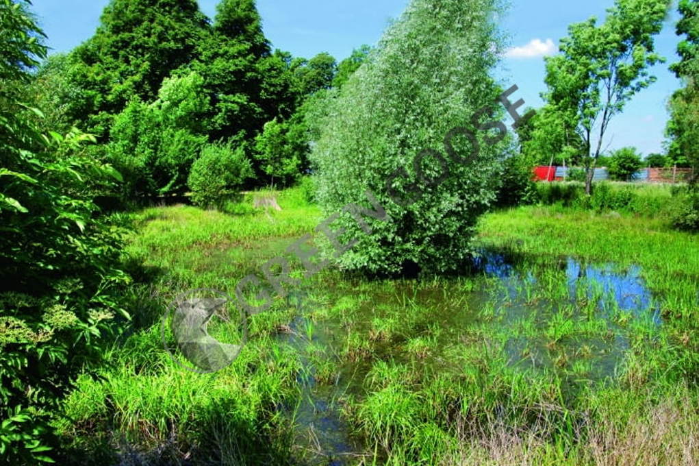 Так выглядел остаток старого пруда - заболоченный бассейн, заросший случайными растениями