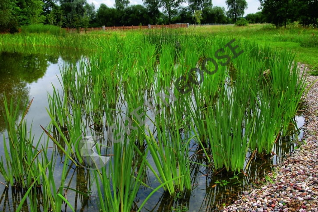 После создания пруда специально подобранные растения зарастают минерально-растительную зону, выполняющую роль фильтра.